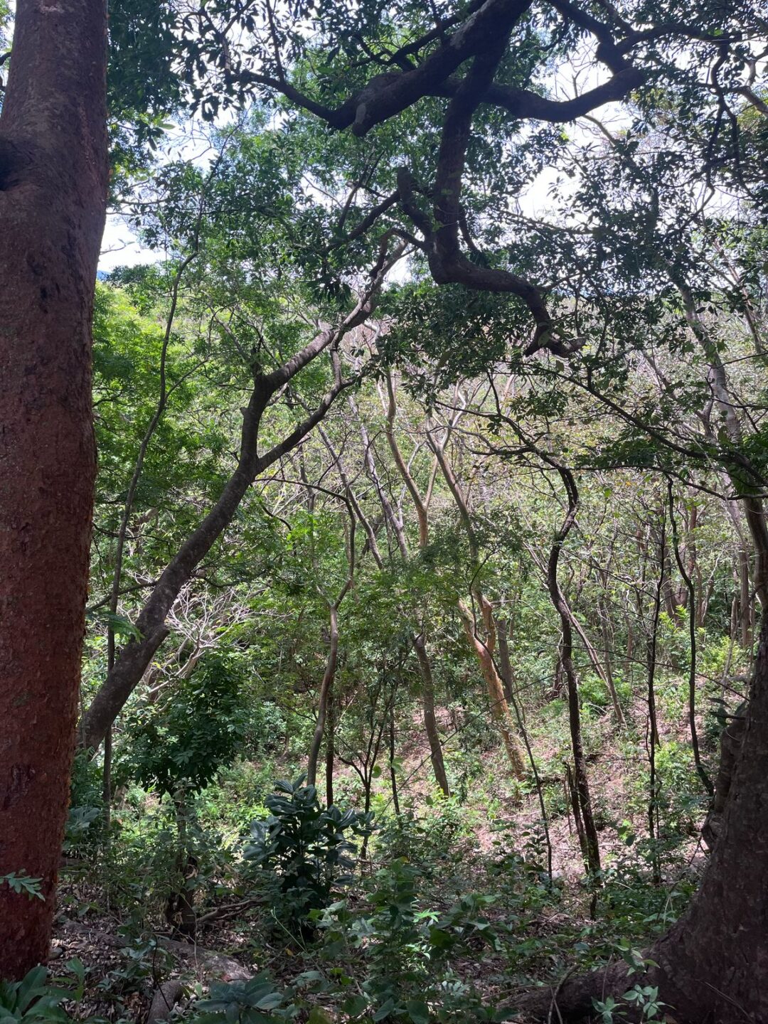 Lote Curubande Liberia Guanacaste en venta GANGA
